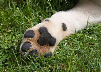 Un cuscinetto plantare in salute è lucido e brillante