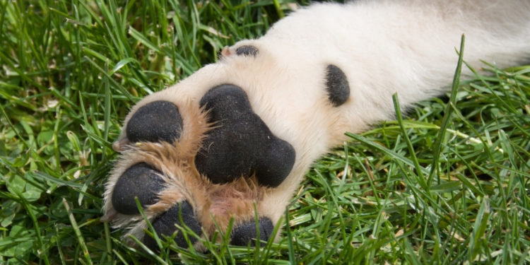 Un cuscinetto plantare in salute è lucido e brillante