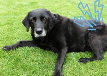 L’artrosi nel cane: cure e trattamento dei sintomi