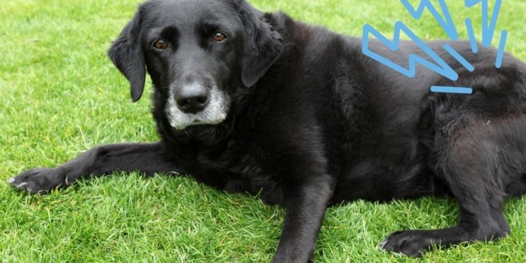 L’artrosi nel cane: cure e trattamento dei sintomi