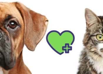 A cosa servono gli snack funzionali per cani e gatti?