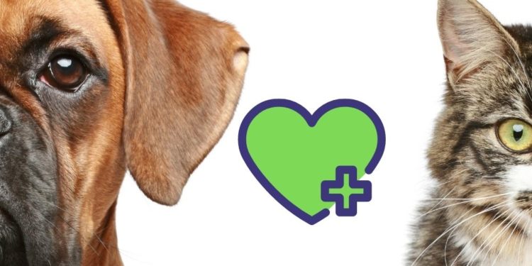 A cosa servono gli snack funzionali per cani e gatti?