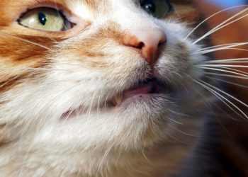 malattie dei gatti: stomatite