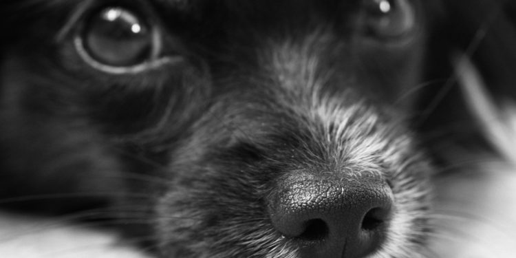 naso secco cane