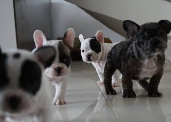 Cuccioli di Bulldog Francese