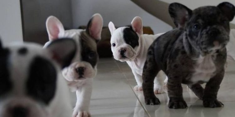 Cuccioli di Bulldog Francese