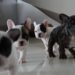 Cuccioli di Bulldog Francese