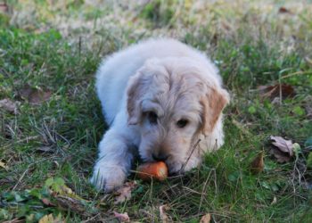 Cane mangia una carota