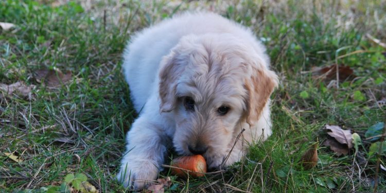 Cane mangia una carota