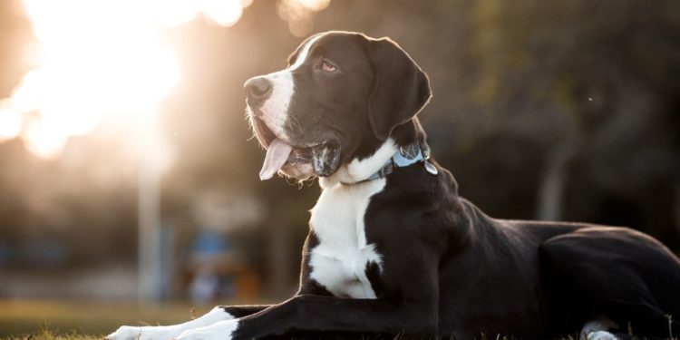 a i più soggetti alla GDV