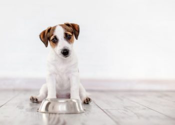 falsi miti alimentazione cane