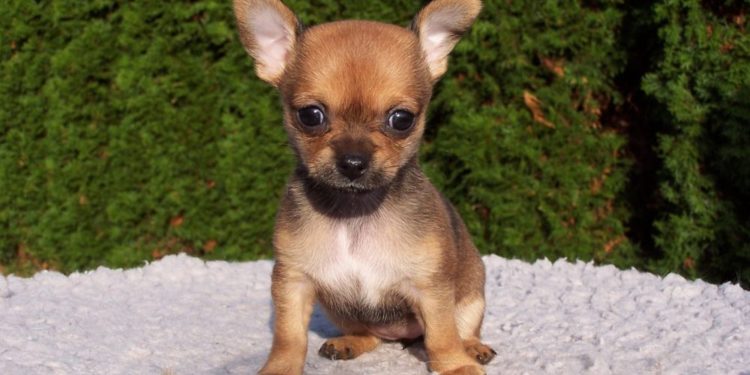 Cucciolo di Chihuahua testa a mela