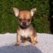 Cucciolo di Chihuahua testa a mela