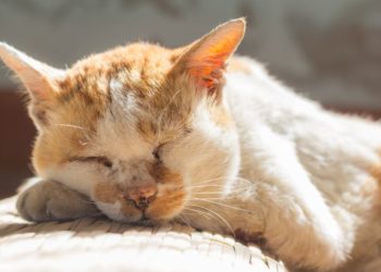 gatto anziano di razza europea