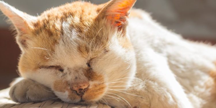 gatto anziano di razza europea