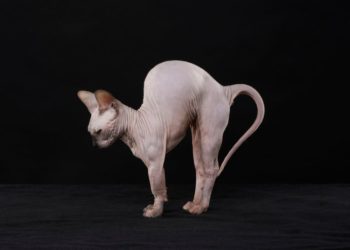 Gatto Sphynx colore chiaro
