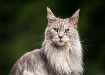 Il Maine Coon è una delle razze feline più grandi