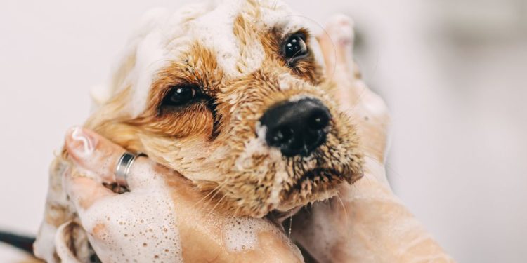 Regole per il bagno e la pulizia del cane