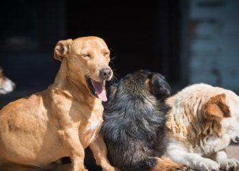 La tosse dei canili si trasmette fra cani adulti nei luoghi come i canili