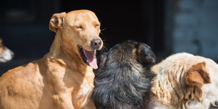 La tosse dei canili si trasmette fra cani adulti nei luoghi come i canili