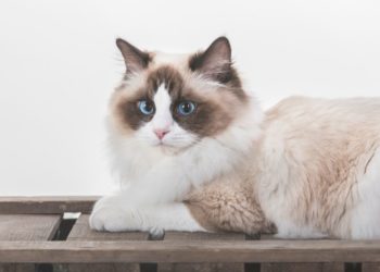 Ragdoll chocolat point bicolor
