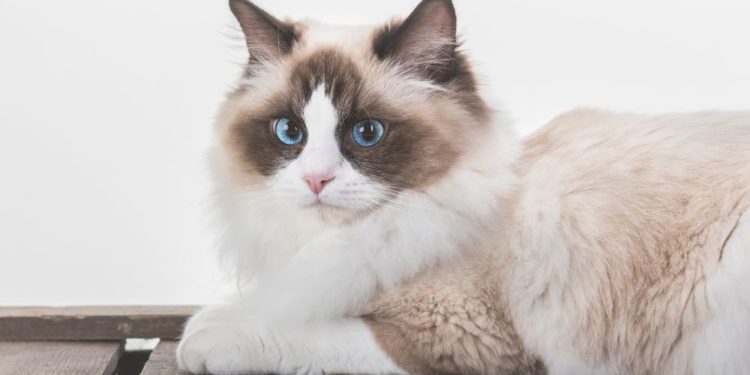 Ragdoll chocolat point bicolor