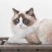 Ragdoll chocolat point bicolor