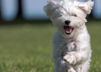 Cucciolo di cane maltese
