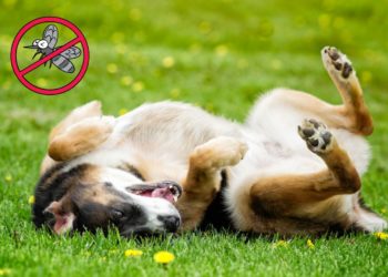 La leishmaniosi nel cane: che cos’è, trasmissione e prevenzione