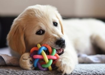 come educare un cucciolo di cane sin dai primi mesi