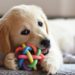 come educare un cucciolo di cane sin dai primi mesi