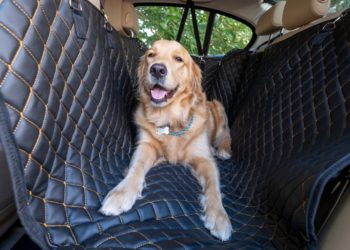 Cane in macchina: regole e consigli per viaggiare sicuri e comodi