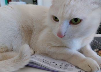 Gatto bianco europeo dagli occhi verdi
