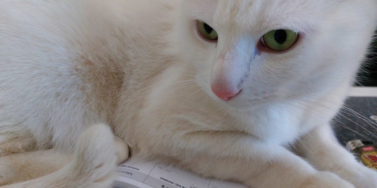 Gatto bianco europeo dagli occhi verdi