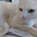 Gatto bianco europeo dagli occhi verdi