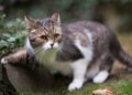 Gatti da record: curiosità e capacità straordinarie dei gatti domestici