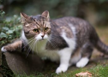 Gatti da record: curiosità e capacità straordinarie dei gatti domestici
