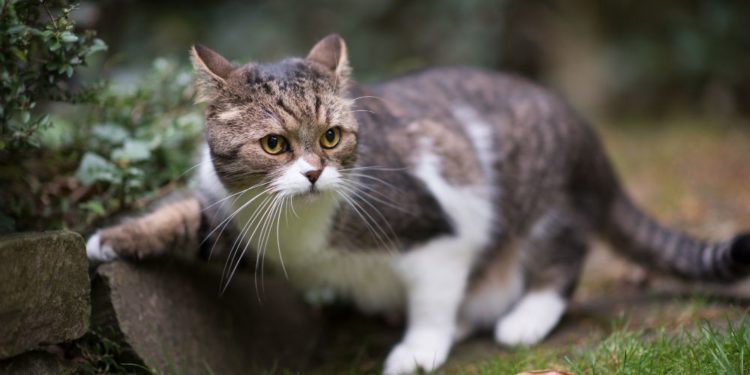 Gatti da record: curiosità e capacità straordinarie dei gatti domestici