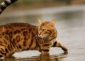Il gatto Bengala: un piccolo leopardo tra le mura di casa
