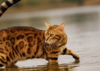 Il gatto Bengala: un piccolo leopardo tra le mura di casa
