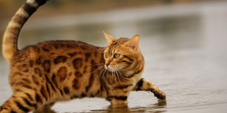 Il gatto Bengala: un piccolo leopardo tra le mura di casa