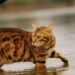 Il gatto Bengala: un piccolo leopardo tra le mura di casa