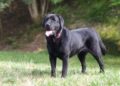 Cane di razza Labrador Retriever
