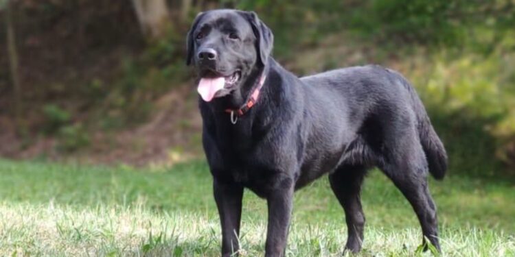 Cane di razza Labrador Retriever