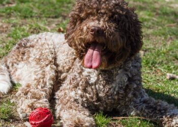 Cane Lagotto Romagnolo bianco e marrone