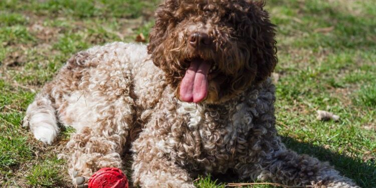 Cane Lagotto Romagnolo bianco e marrone