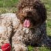Cane Lagotto Romagnolo bianco e marrone
