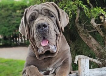 Mastino Napoletano: carattere e storia del molossoide italiano