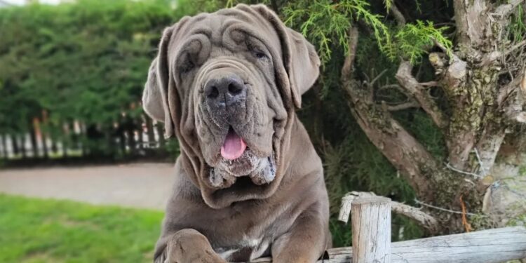 Mastino Napoletano: carattere e storia del molossoide italiano