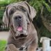 Mastino Napoletano: carattere e storia del molossoide italiano